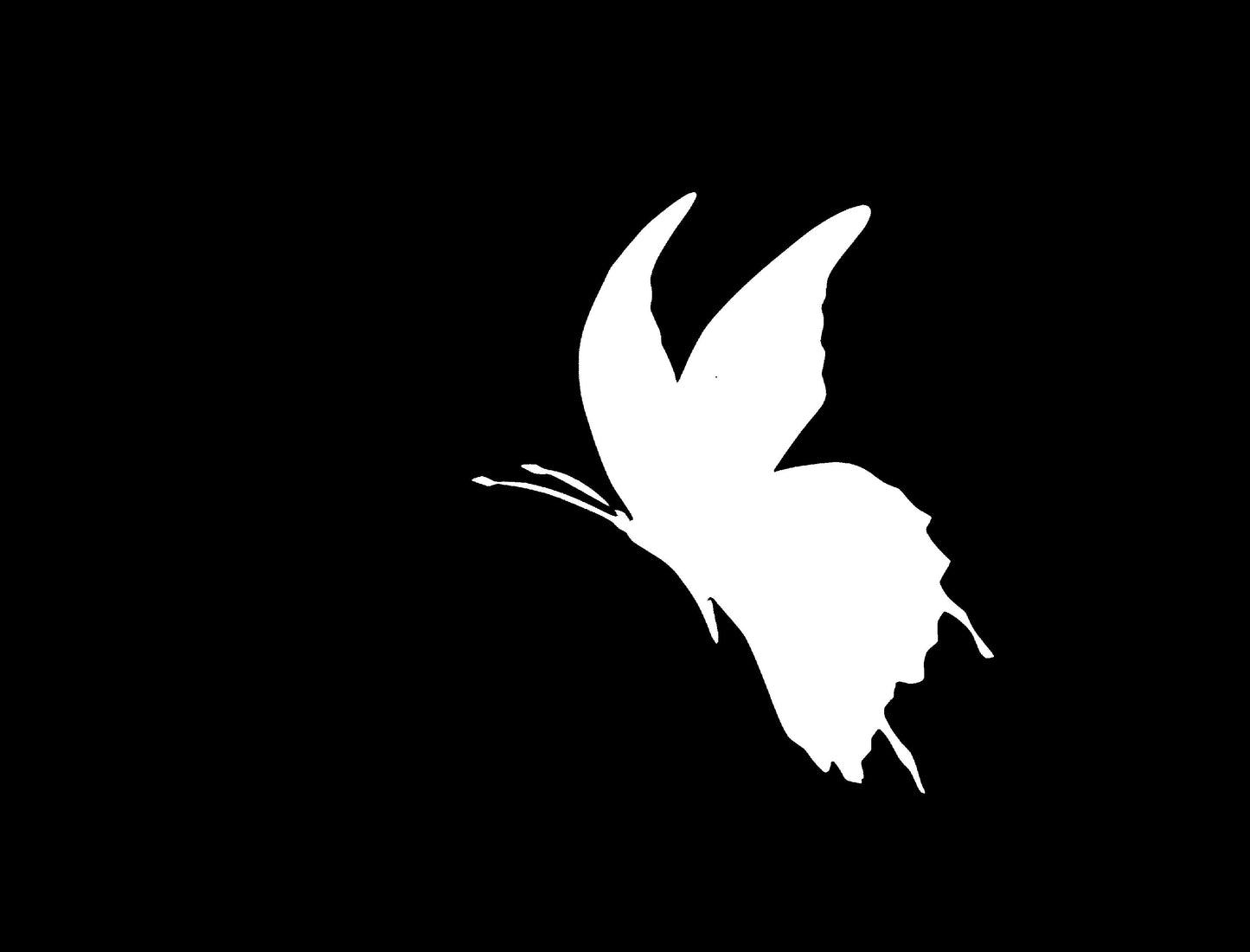 Midnight butterfly