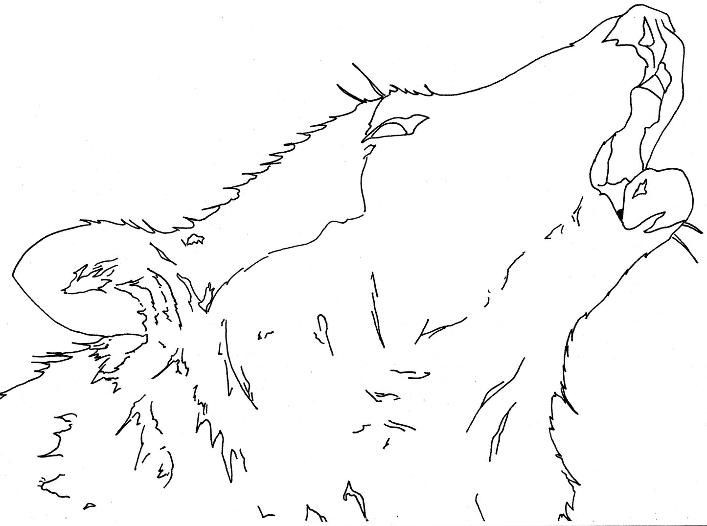 Wolf